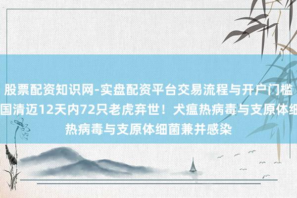 股票配资知识网-实盘配资平台交易流程与开户门槛全面解析 泰国清迈12天内72只老虎弃世！犬瘟热病毒与支原体细菌兼并感染